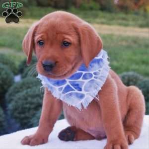 Forest, Fox Red Labrador Retriever Puppy